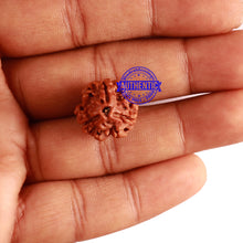 Load image into Gallery viewer, 3 Mukhi Rudraksha from Nepal - Bead No. 280