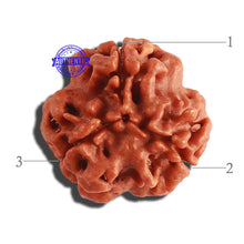 Load image into Gallery viewer, 3 Mukhi Rudraksha from Nepal - Bead No. 280