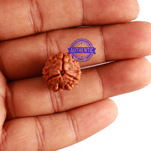 Load image into Gallery viewer, 3 Mukhi Rudraksha from Nepal - Bead No. 281