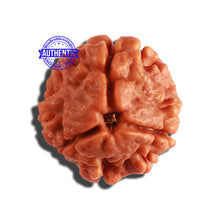 Load image into Gallery viewer, 3 Mukhi Rudraksha from Nepal - Bead No. 281