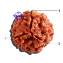 Load image into Gallery viewer, 3 Mukhi Rudraksha from Nepal - Bead No. 281