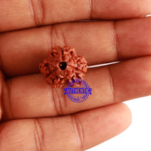 Load image into Gallery viewer, 3 Mukhi Rudraksha from Nepal - Bead No. 282