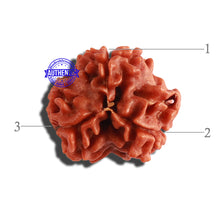 Load image into Gallery viewer, 3 Mukhi Rudraksha from Nepal - Bead No. 282