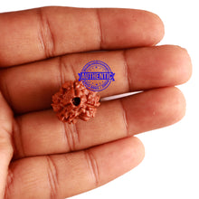 Load image into Gallery viewer, 3 Mukhi Rudraksha from Nepal - Bead No. 284
