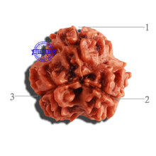 Load image into Gallery viewer, 3 Mukhi Rudraksha from Nepal - Bead No. 285