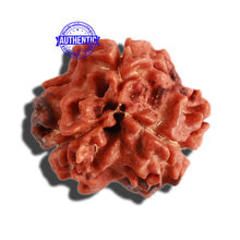 Load image into Gallery viewer, 3 Mukhi Rudraksha with 2 Om Marking - Bead 4