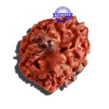 Load image into Gallery viewer, 3 Mukhi Rudraksha with 2 Om Marking - Bead 4
