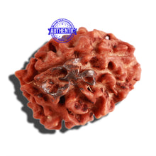 Load image into Gallery viewer, 3 Mukhi Rudraksha with 2 Om Marking - Bead 4