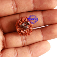 Load image into Gallery viewer, 3 Mukhi Rudraksha with Om Marking - Bead 5