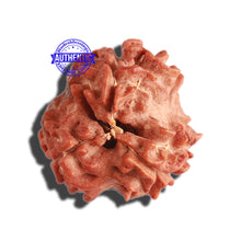 Load image into Gallery viewer, 3 Mukhi Rudraksha with 2 Om Marking - Bead 6