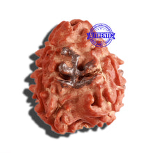 Load image into Gallery viewer, 3 Mukhi Rudraksha with 2 Om Marking - Bead 6