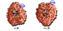 Load image into Gallery viewer, 3 Mukhi Rudraksha with 2 Om Marking - Bead 6