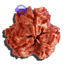 Load image into Gallery viewer, 3 Mukhi Rudraksha with Swastik Marking