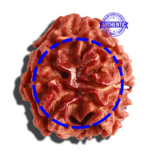Load image into Gallery viewer, 3 Mukhi Rudraksha with Swastik Marking