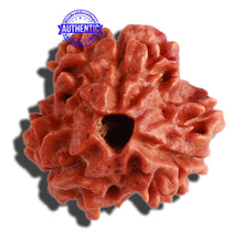 Load image into Gallery viewer, 3 Mukhi Rudraksha with Swastik Marking