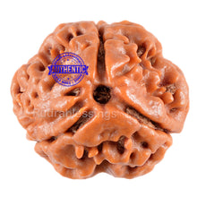 Load image into Gallery viewer, 3 Mukhi Rudraksha from Nepal - Bead No. 37 (Giant Size)