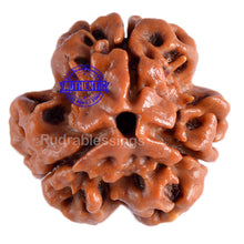 Load image into Gallery viewer, 3 Mukhi Rudraksha from Nepal - Bead No. 46 (Giant Size)