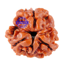 Load image into Gallery viewer, 3 Mukhi Rudraksha from Nepal - Bead No. 6 (Giant Size)