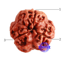 Load image into Gallery viewer, 3 Mukhi Rudraksha from Nepal - Bead No. 286