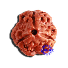 Load image into Gallery viewer, 3 Mukhi Rudraksha from Nepal - Bead No. 286