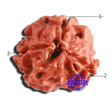 Load image into Gallery viewer, 3 Mukhi Rudraksha from Nepal - Bead No. 287