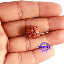 Load image into Gallery viewer, 3 Mukhi Rudraksha from Nepal - Bead No. 287