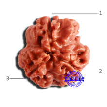 Load image into Gallery viewer, 3 Mukhi Rudraksha from Nepal - Bead No. 289