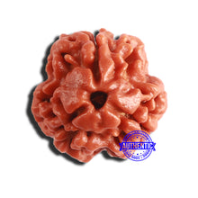 Load image into Gallery viewer, 3 Mukhi Rudraksha from Nepal - Bead No. 289