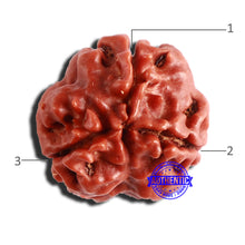 Load image into Gallery viewer, 3 Mukhi Rudraksha from Nepal - Bead No. 291