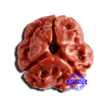 Load image into Gallery viewer, 3 Mukhi Rudraksha from Nepal - Bead No. 291