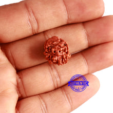 Load image into Gallery viewer, 3 Mukhi Rudraksha from Nepal - Bead No. 292