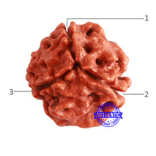 Load image into Gallery viewer, 3 Mukhi Rudraksha from Nepal - Bead No. 293