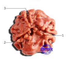 Load image into Gallery viewer, 3 Mukhi Rudraksha from Nepal - Bead No. 294