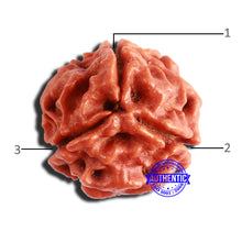 Load image into Gallery viewer, 3 Mukhi Rudraksha from Nepal - Bead No. 295