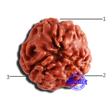 Load image into Gallery viewer, 3 Mukhi Rudraksha from Nepal - Bead No. 303