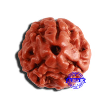 Load image into Gallery viewer, 3 Mukhi Rudraksha from Nepal - Bead No. 303