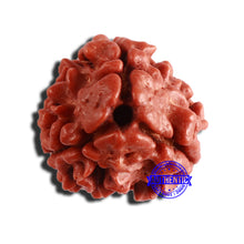 Load image into Gallery viewer, 3 Mukhi Rudraksha from Nepal - Bead No. 298