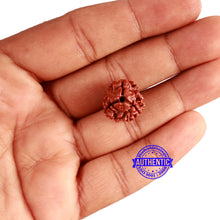 Load image into Gallery viewer, 3 Mukhi Rudraksha from Nepal - Bead No. 298