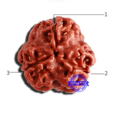 Load image into Gallery viewer, 3 Mukhi Rudraksha from Nepal - Bead No. 299