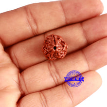 Load image into Gallery viewer, 3 Mukhi Rudraksha from Nepal - Bead No. 299