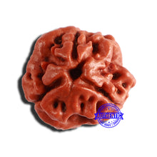 Load image into Gallery viewer, 3 Mukhi Rudraksha from Nepal - Bead No. 302