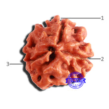 Load image into Gallery viewer, 3 Mukhi Rudraksha from Nepal - Bead No. 305
