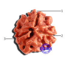 Load image into Gallery viewer, 3 Mukhi Rudraksha from Nepal - Bead No. 305