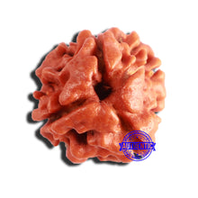 Load image into Gallery viewer, 3 Mukhi Rudraksha from Nepal - Bead No. 305
