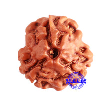 Load image into Gallery viewer, 3 Mukhi Rudraksha from Nepal - Bead No. 306