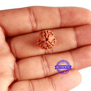 3 Mukhi Rudraksha from Nepal - Bead No. 306