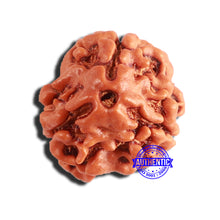Load image into Gallery viewer, 3 Mukhi Rudraksha from Nepal - Bead No. 307

