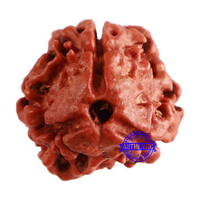 Load image into Gallery viewer, 3 Mukhi Rudraksha from Nepal - Bead No. 308