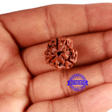 Load image into Gallery viewer, 3 Mukhi Rudraksha from Nepal - Bead No. 309