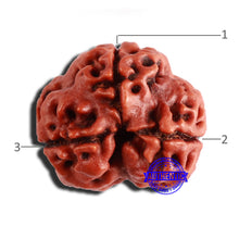 Load image into Gallery viewer, 3 Mukhi Rudraksha from Nepal - Bead No. 310